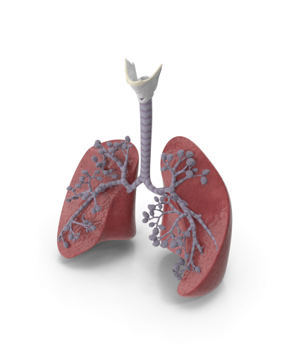 Respiratory System And Alveoli.F02.2k